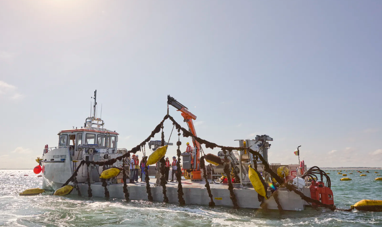 Dit seizoen ruim 100 ton Belgische mosselen geoogst op Nieuwpoortse zeeboerderij